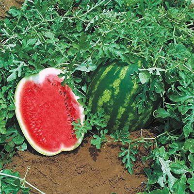 VibeX VVI-55 - Top Gun Hybrid Watermelon - (1350 Seeds) Seed(1350 per packet)