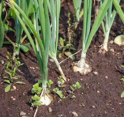 Qualtivate PUAS-7A Vidalia Sweet Onion Seeds Seed(500 per packet)