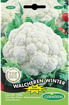 KNESSiN Cauliflower Seed(1250 per packet)