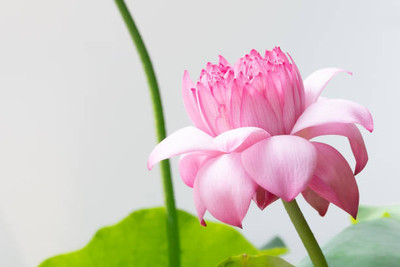 Tastism Lotus Seed(10 per packet)
