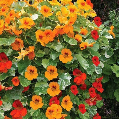 Aywal Nasturtium Dwarf Single Mixed Flower Seed(25 per packet)