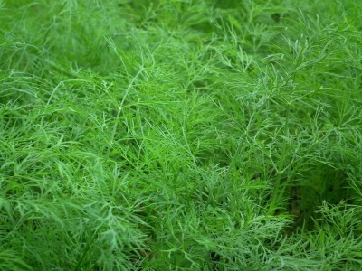 Quentova Dill Tetra Herb Plant-TKK-2U Seed(250 per packet)