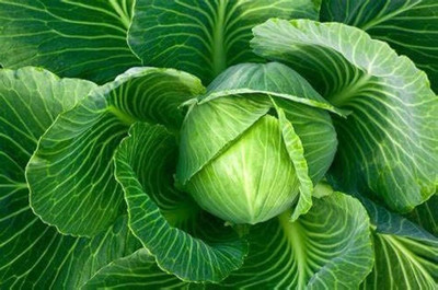 ibains Green cabbage seeds pack of 15 Seed(15 per packet)