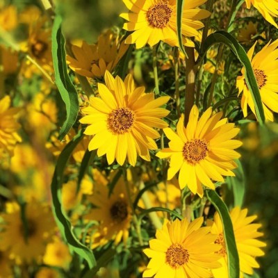 VibeX XLL-86 - Maximilian Sunflower - (1350 Seeds) Seed(1350 per packet)