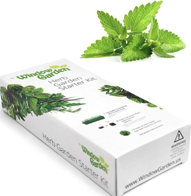 CYBEXIS PAU-45 - Catnip Mint - (1500 Seeds) Seed(1500 per packet)