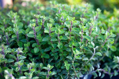 VibeX TLX-24 - Oregano for Planting - (1350 Seeds) Seed(1350 per packet)