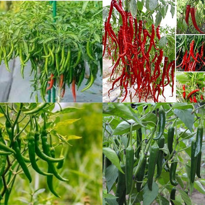 ibains Chilli local seeds 390 Seed(390 per packet)