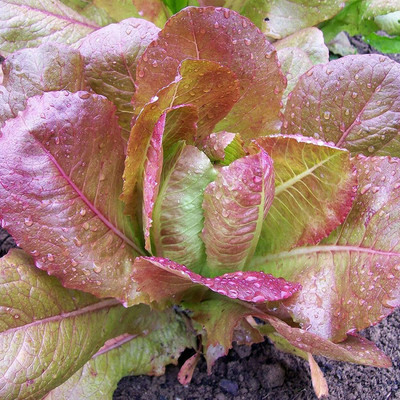 CYBEXIS High Yield Purple Lettuce Seeds2000 Seeds Seed(2000 per packet)