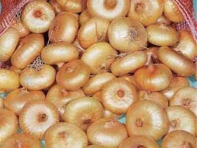 Qualtivate ATS-492 Onion -Borettana Cippolini - Button Shape Seed(1000 per packet)