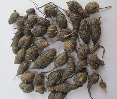 ANDARISTORE Korai Kilangu(Kizhangu) Roots/nagarmotha /Cyperus Rotundus/Nut Grass Root(100g) Seed(100 g)