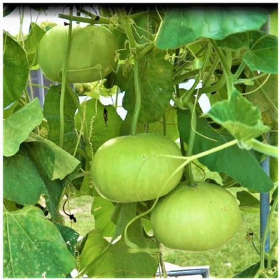BDSresolve Original Bottle gourd seeds PACK OF 73 Seed(73 per packet)