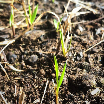 CYBEXIS Sweet Grass Seeds Herbs Easy to Grow 2800 Seeds Seed(2800 per packet)