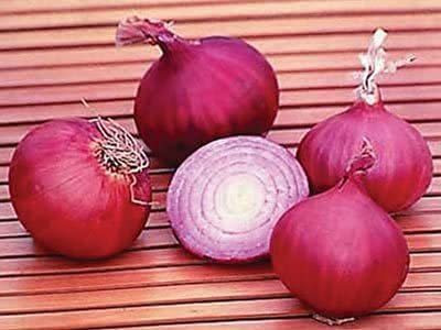 WILLVINE LXI-872 Vengayam Seeds, Onion Red Seed(1000 per packet)