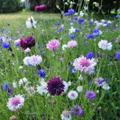 GARDENIFY INDIA GARDENIFY INIDA COLORFUL MIX ASTER COLLECTION RAINBOW BLEND FLOWERS & SEEDS Seed(40 per packet)