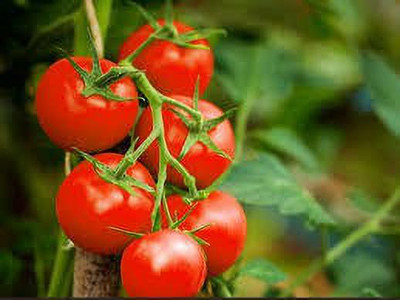 Oliver red tomato seed Seed(37 per packet)