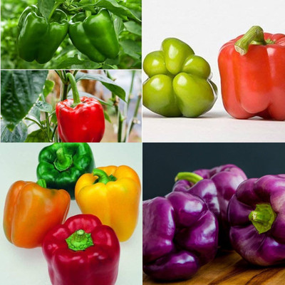 ibains Cayenne pepper seeds shimla mirchi pack of 205 Seed(205 per packet)