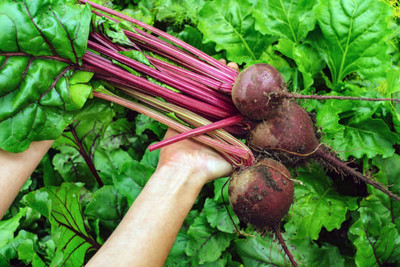 AFARTIOBINA 65 PCS BEETROOT SEEDS-A02 Seed(65 per packet)