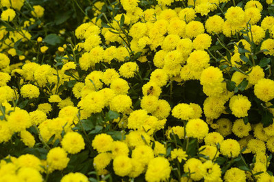 Alessi marigold/gende ka phool flower seeds Seed(25 per packet)
