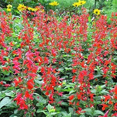 VibeX NBIR-93 - Sage Scarlet (Red) - (1350 Seeds) Seed(1350 per packet)