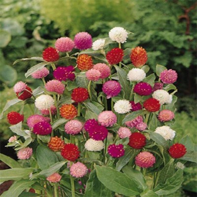 TrustBasket Gomphrena mixed (Open Pollinated) Seed(30 per packet)