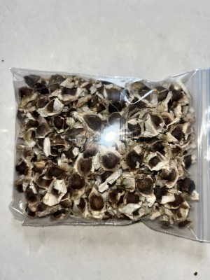 Seedsilk Drumstick/Sajna Moringa Oleifera High Yielding Dwarf Variety Plant Seed(22 per packet)