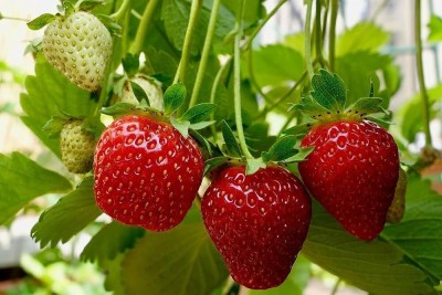 Lorvox World's Biggest Strawberry - Great Taste - Rich Seed(95 per packet)