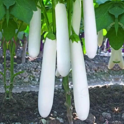 Aywal Begun Seed(140 per packet)