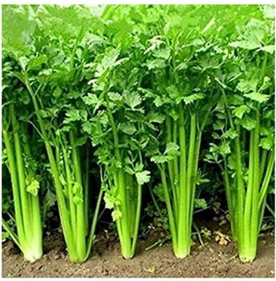 CEZIUS Seeds for Sowing Purpose Organic Coriander panipat indian-b6W Seed(340 per packet)