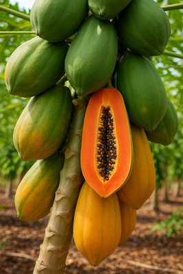 SEMINA VITA Red lady papaya f1 hybrid seeds For Home Garden Seed(75 per packet)