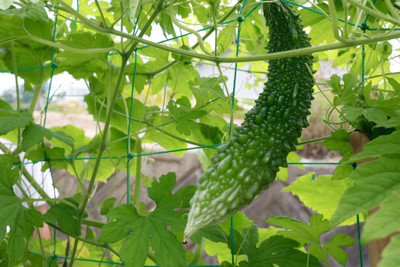 jkfarm Hybrid Bitter Gourd, Karela Seed(37 per packet)