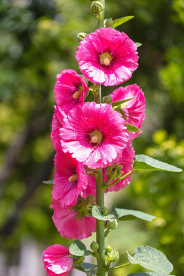 ARTA Hollyhock Flower Seed(35 per packet)