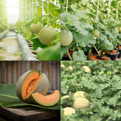 ibains Muskmelon seeds for planting 19 Seed(19 per packet)