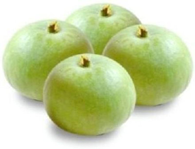 Farmonix Org_178_Tinda Seeds, Apple Gourd Seed(100 per packet)