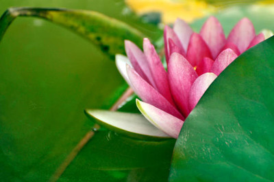 Pihu lotus,kamal gatta Seed(11 per packet)