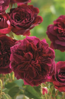 LPR GULAB ,ROSE Seed(500 per packet)