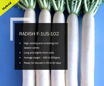 VibeX RADISH F-1 PUAS-102 SEEDS(2500 Seeds) Seed(2500 per packet)
