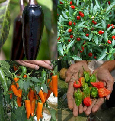 ibains F1 hybrid 3 varieties chilli plant seed bij 77 Seed(77 per packet)