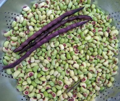 MAA Cowpea, Lobia Seed(38 per packet)