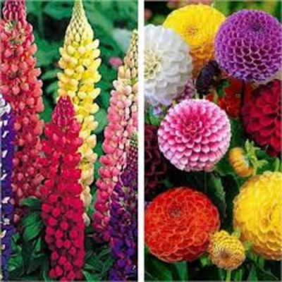 ibains Seeds packet combo flower Seed(430 per packet)