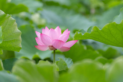 Shriram lotus,kamal seeds Seed(20 per packet)