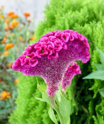 Aywal Celosia Cockscomb Seed(80 per packet)
