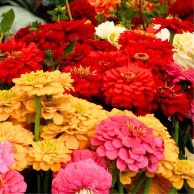 Greenfall Zinnia Double Mixed hybrid Flower Seed Seed(35 per packet)