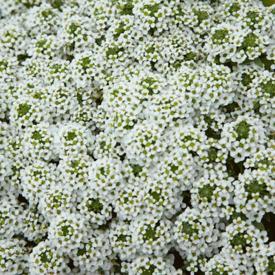 VINGTON WHITE STREAM Sweat alyssum Seed(50 per packet)