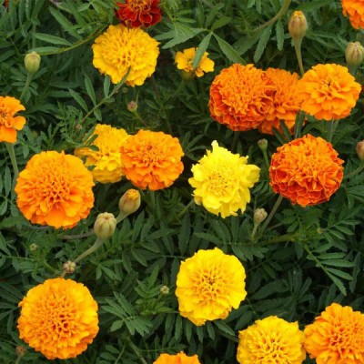 BDSresolve or home garden clour hybrid marigold flower seeds for home garden Seed(310 per packet)