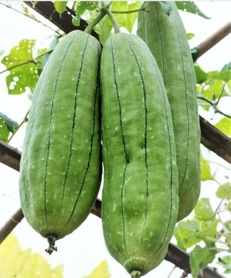 Quentova Smooth Luffa, the sponge gourd-RXI-4R Seed(75 per packet)