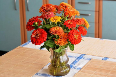 GREENSEA Zinnia Mixed Flower Seed(21 per packet)