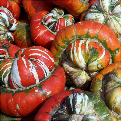 WILLVINE Non-GMO F1 HybridTurks Turban Winter Squash (Cucurbita Maxima)-1250 Seeds Seed(1250 per packet)