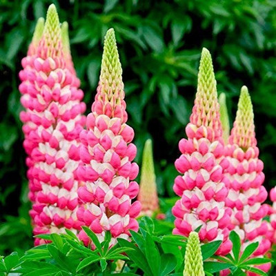 Aro Lupin Seed(15 per packet)