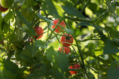 Marwal Creation tomato Seed(25 per packet)