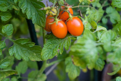 Kritanjali Creations tomato Seed(65 per packet)
